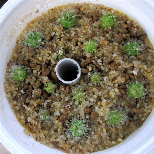 mammillaria guelzowiana