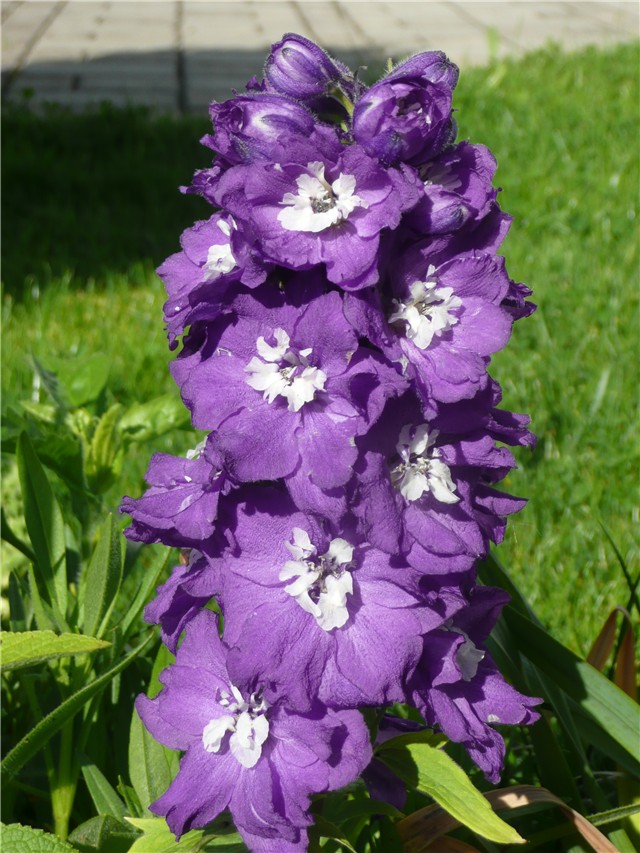 kokotić