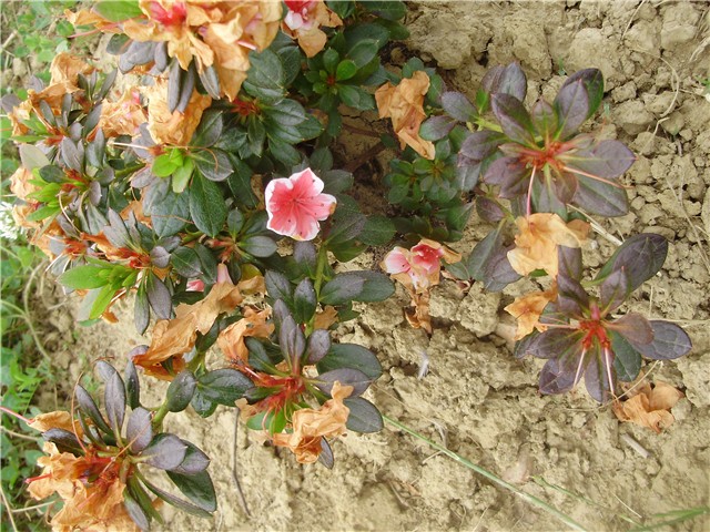 azalea