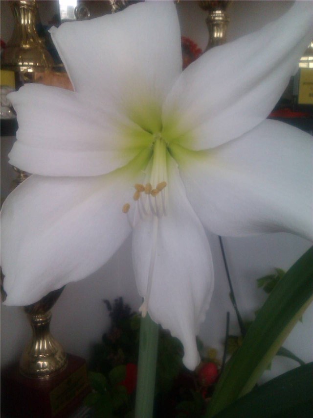 Amarilis