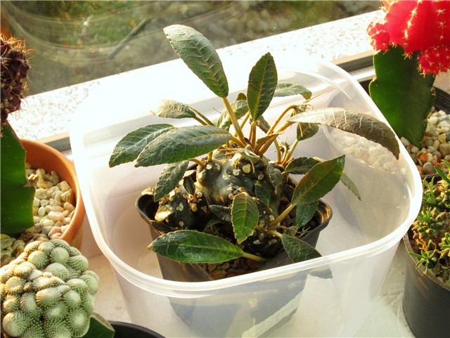 Dorstenia foetida