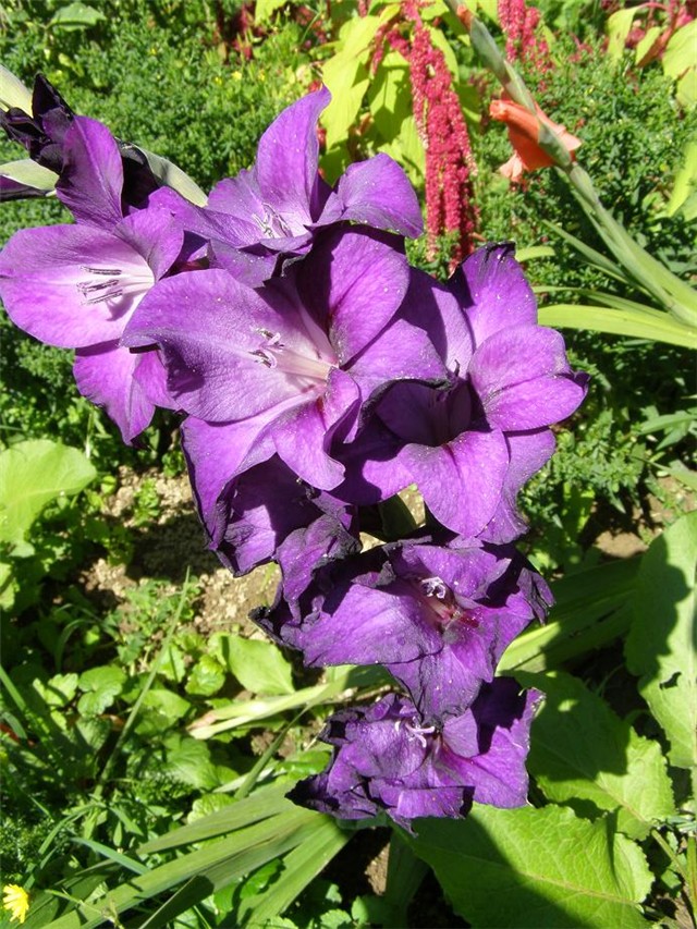 ljučibasta gladiola