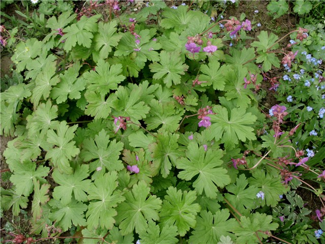 geranium