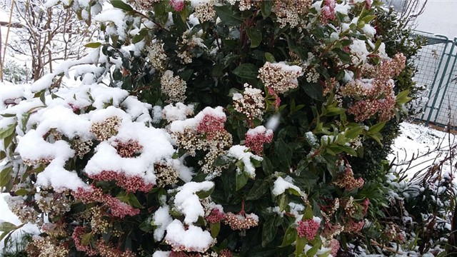 viburnum