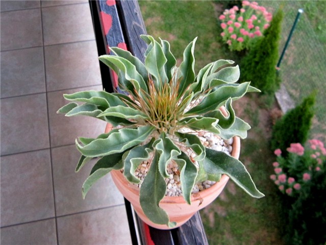 Pachypodium namaquanum