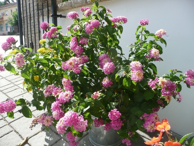 lantana