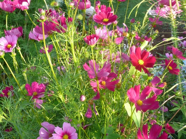 cosmos