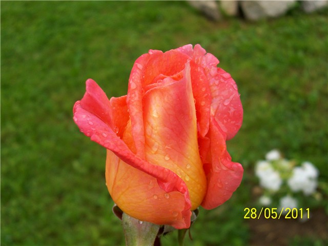 Ruža Teina