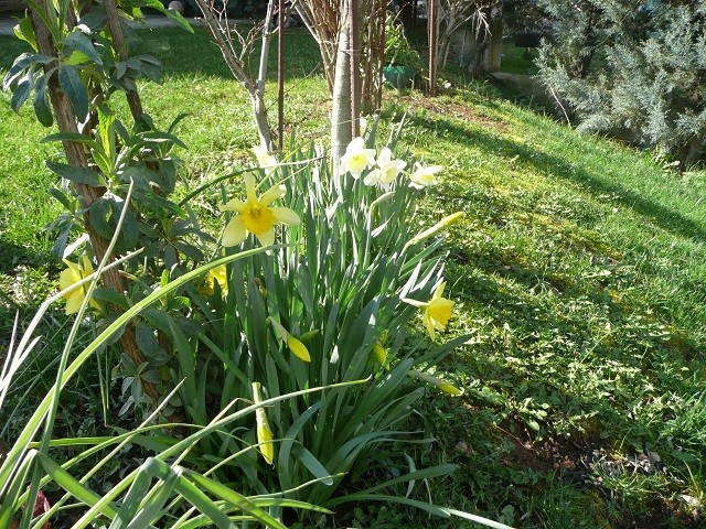 narcis