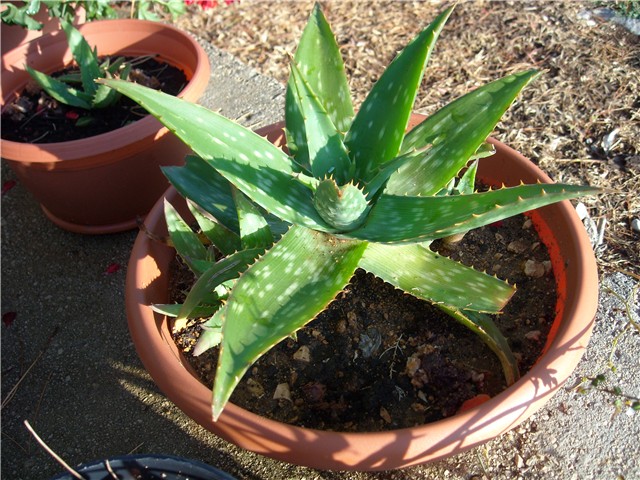 Aloe Vera