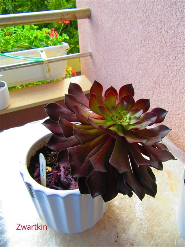 aeonium 20