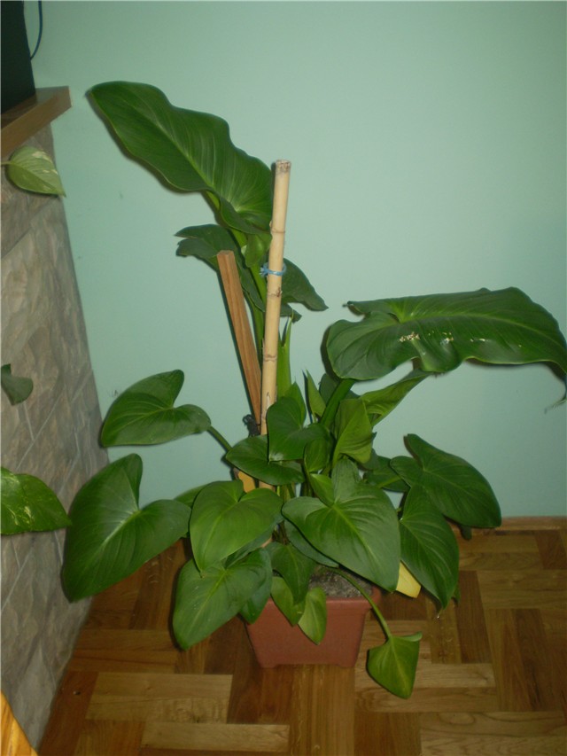 cvijet