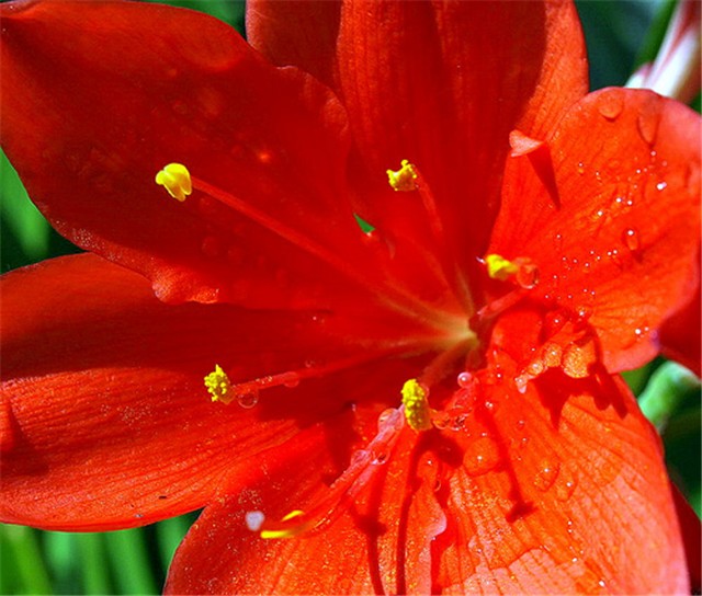 Mali amarilis