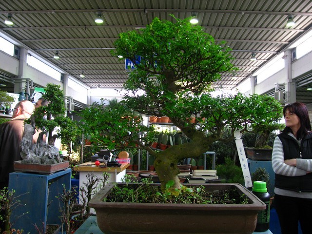 Bonsai