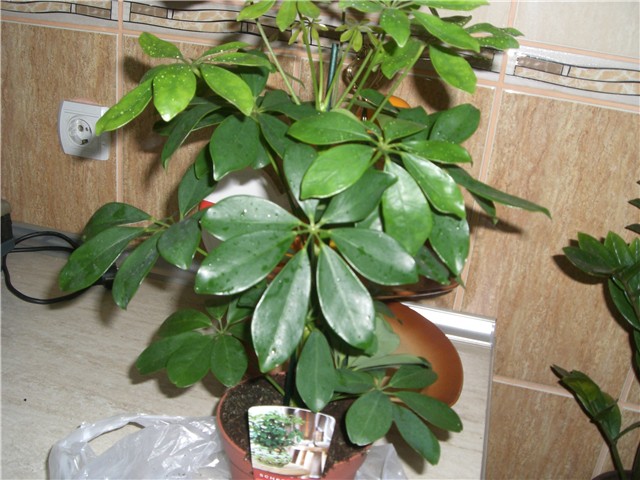 schefflera