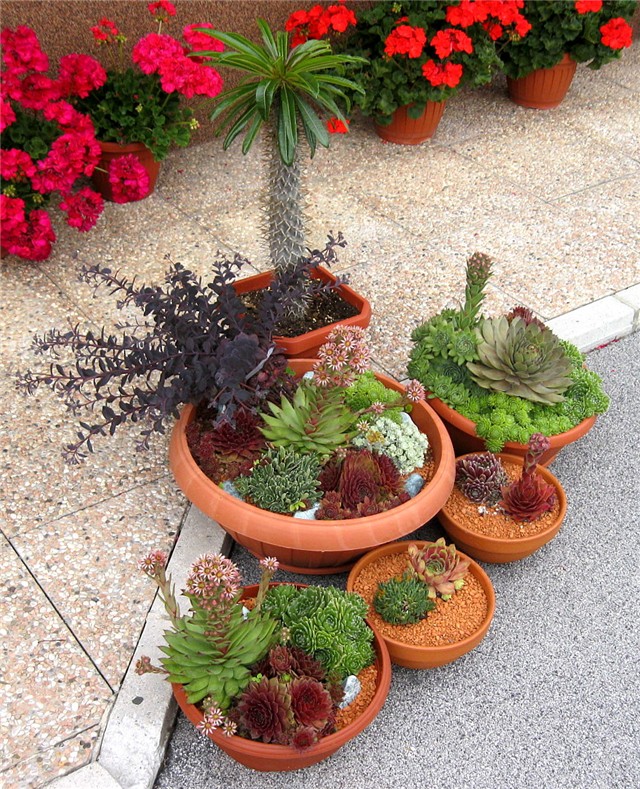 Pachypodium lamerei ,Sempervivum, Sedum, Saxifraga
