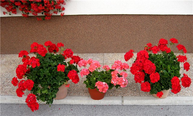 Pelargonium Calliope, zonale