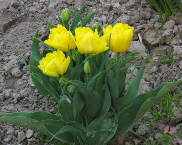 Tulipani