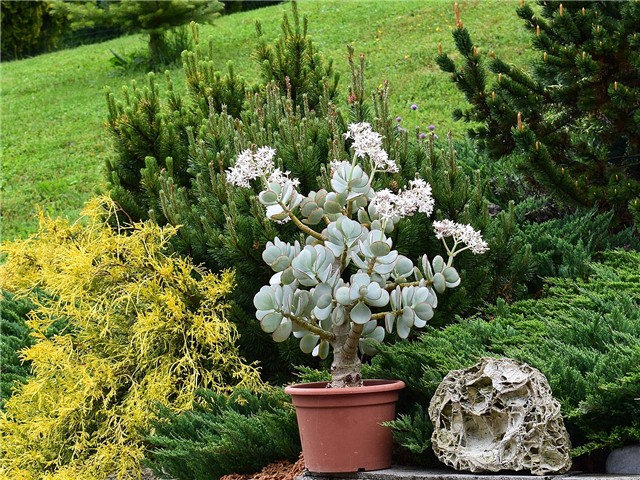 crassula arborescens silver dollar