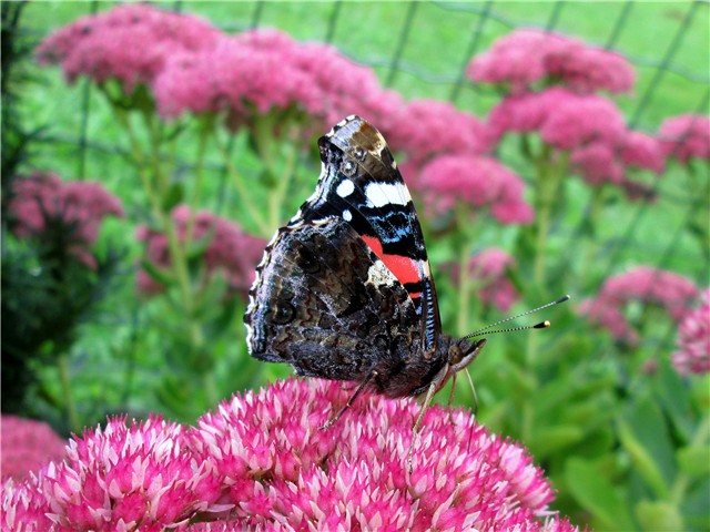 Sedum Herbstfreude