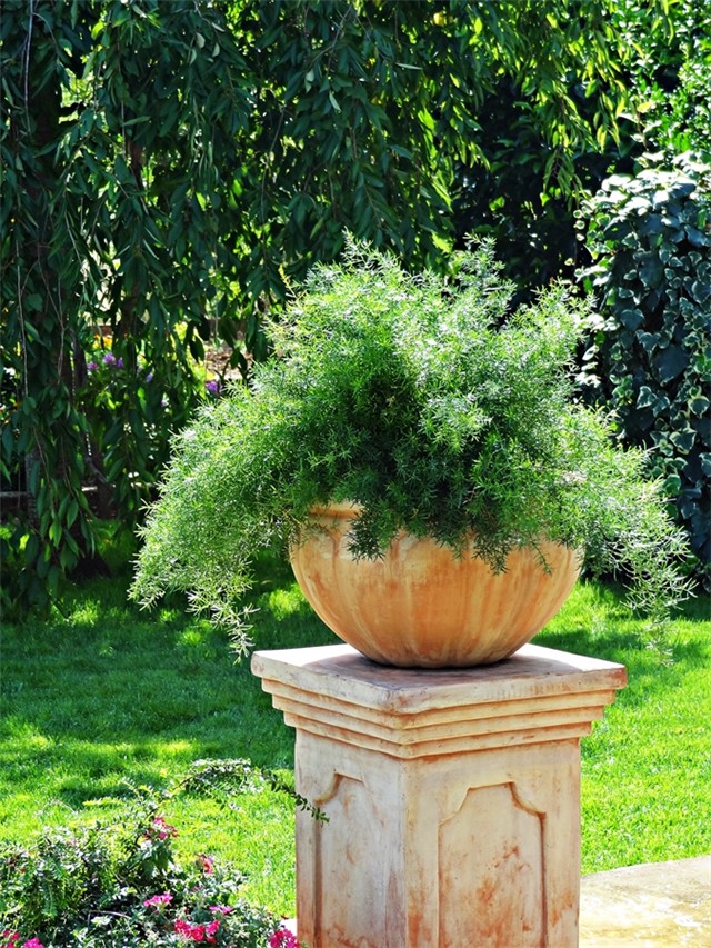 asparagus