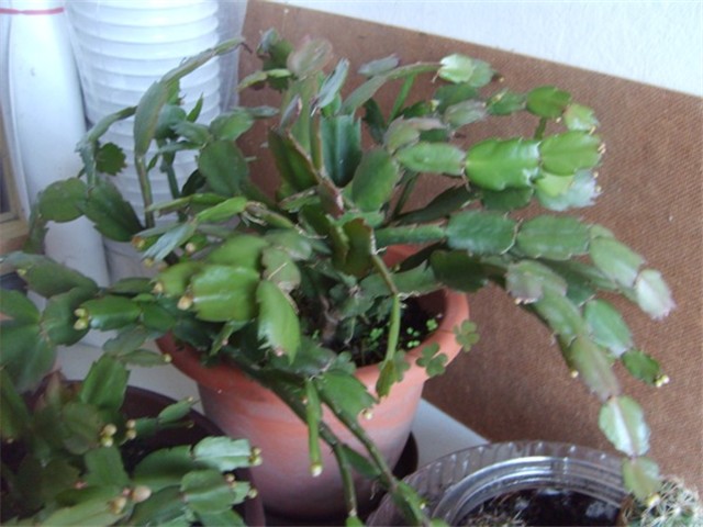 pupovi