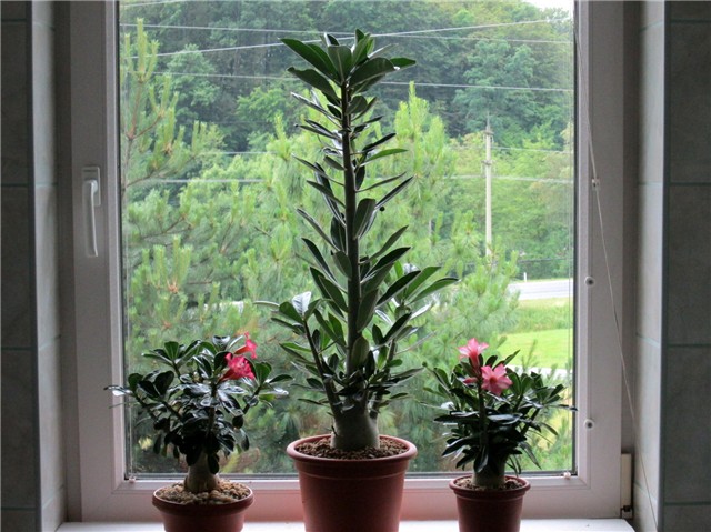 Adenium 