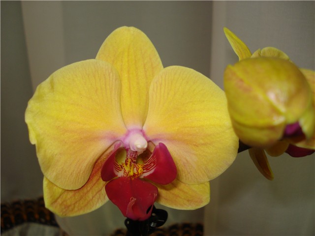 orhideja phal