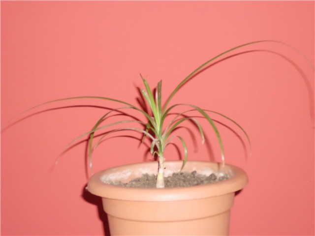 dracena mala