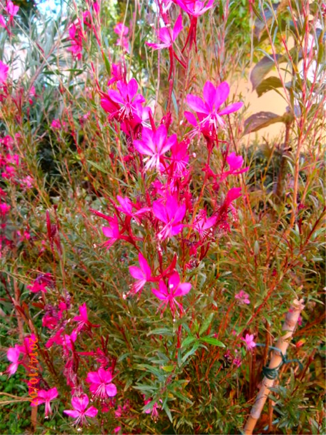 gaura