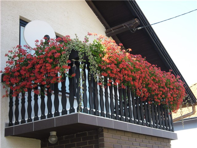 pelargonije