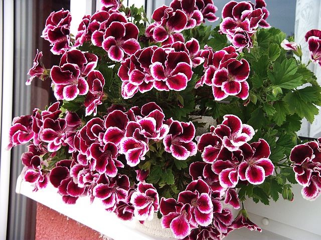 pelargonije