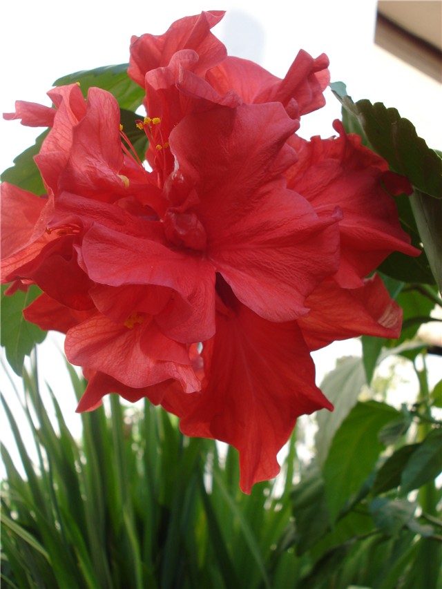 Hibiscus