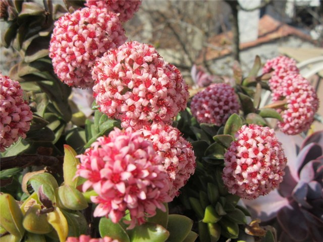 crassula2