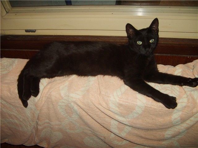 Mucek