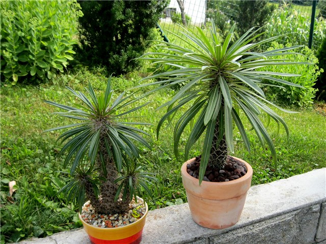 Pachypodium lamerei