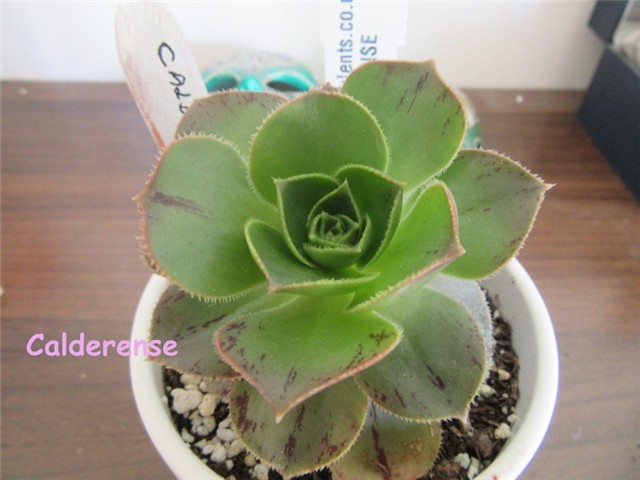 aeonium10