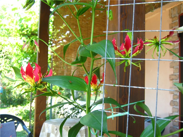 gloriosa