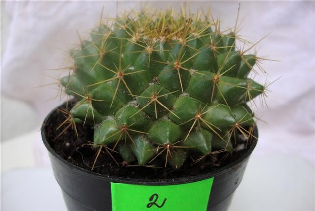 Mamillaria