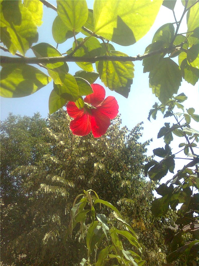 hibiskus