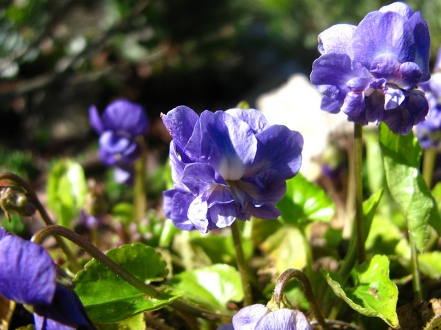 Viola suavis