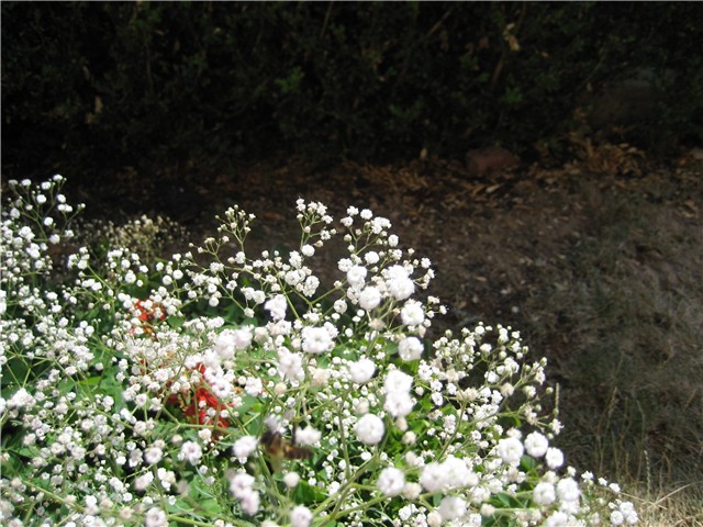 gipsofila