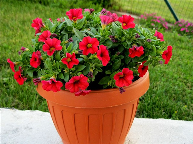 Calibrachoa Calipetite