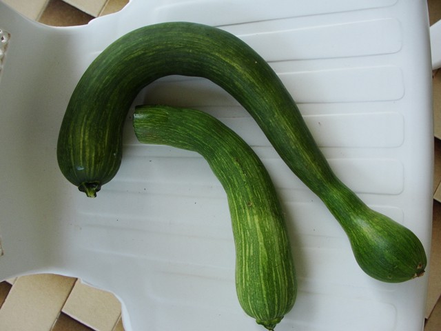 Tikvica