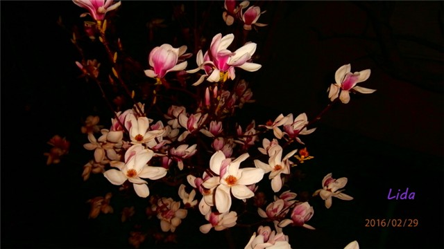 magnolija c