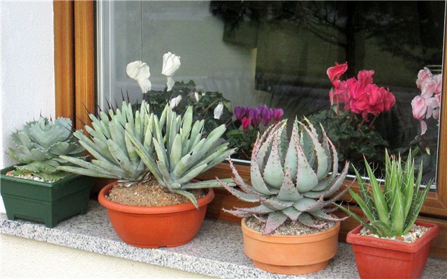 agave - ciklame