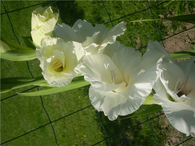 moje gladiole