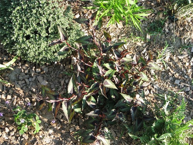 polygonum