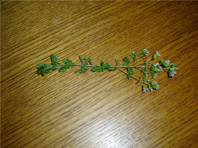 origano1