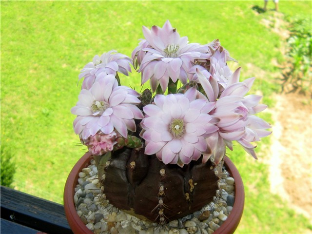 Gymnocalycium damsii 